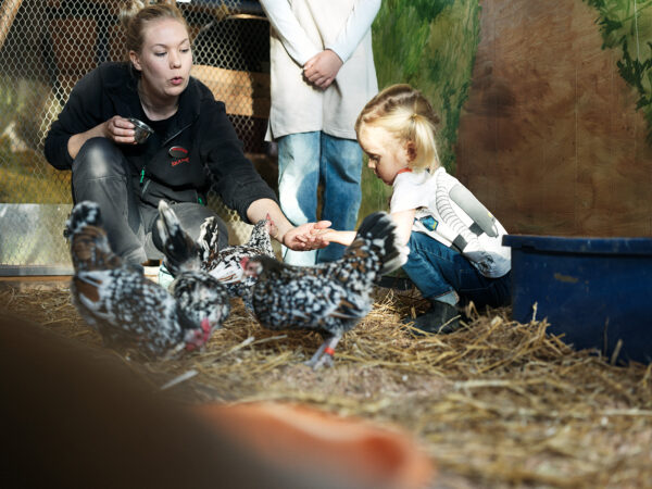 Minidjurvårdare på Lill-Skansen