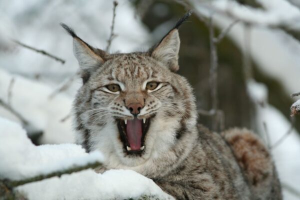 Lodjur på Skansen