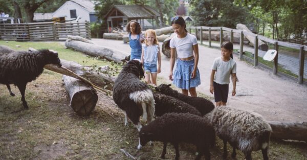 Kids visit the sheep at Lill-Skansen